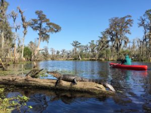 Alligator on log in swamp with kayaker.